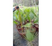 Palmera Washintonia macetero